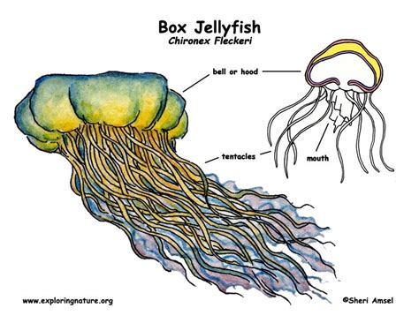 box jellyfish range distribution|box jellyfish anatomy.